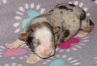 Stella BMF NO Dock NBT AKC, a female Australian Shepherd for sale in Lynchburg, VA – 8 of 10