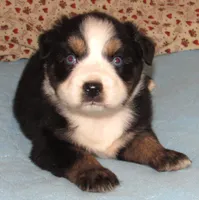 Marva AKC BTF NBT, a female Australian Shepherd for sale in Lynchburg, VA – 7 of 10