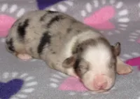 Stella BMF NO Dock NBT AKC, a female Australian Shepherd for sale in Lynchburg, VA – 9 of 10