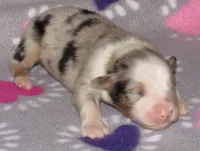 Stella BMF NO Dock NBT AKC, a female Australian Shepherd for sale in Lynchburg, VA – 4 of 10