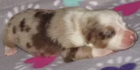 KoKo RMF AKC, a female Australian Shepherd for sale in Lynchburg, VA – 3 of 10