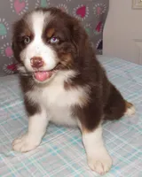 Millee RTF NO Dock NBT AKC, a female Australian Shepherd for sale in Lynchburg, VA – 4 of 10