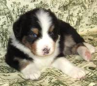 Mystic BTM AKC, a male Australian Shepherd for sale in Lynchburg, VA – 9 of 10