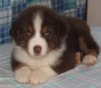 Bentley NBT AKC Purebred, a male Australian Shepherd for sale in Lynchburg, VA – 7 of 10