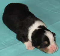 Mystic BTM AKC, a male Australian Shepherd for sale in Lynchburg, VA – 10 of 10