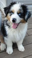 Emmett BMM AKC Purebred REDUCED!, a male Australian Shepherd for sale in Lynchburg, VA – 7 of 10