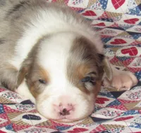 Yarra  AKC BMM, a male Australian Shepherd for sale in Lynchburg, VA – 4 of 10