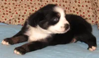 Mirri AKC  BTF, a female Australian Shepherd for sale in Lynchburg, VA – 10 of 10