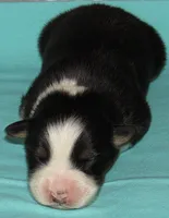 Gus BTM NO Dock NBT AKC, a male Australian Shepherd for sale in Lynchburg, VA – 8 of 9