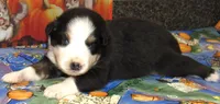 Marinda NBT, a female Australian Shepherd for sale in Lynchburg, VA – 9 of 10