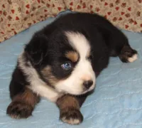 Marva AKC BTF NBT, a female Australian Shepherd for sale in Lynchburg, VA – 4 of 10