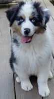 Emmett BMM AKC Purebred REDUCED!, a male Australian Shepherd for sale in Lynchburg, VA – 2 of 10