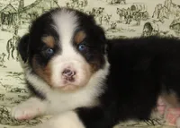 Mystic BTM AKC, a male Australian Shepherd for sale in Lynchburg, VA – 3 of 10