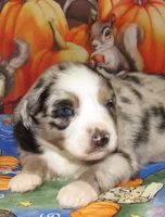 Briar, a female Australian Shepherd for sale in Lynchburg, VA – 9 of 9