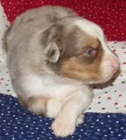 Poppy RMF NO Dock Tail NBT, a female Australian Shepherd for sale in Lynchburg, VA – 4 of 10