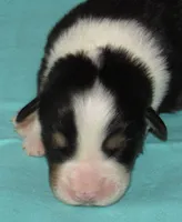 Mystic BTM AKC, a male Australian Shepherd for sale in Lynchburg, VA – 1 of 10