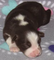 Millee RTF NO Dock NBT AKC, a female Australian Shepherd for sale in Lynchburg, VA – 6 of 10
