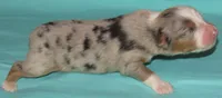 Finn BMM No Dock NBT AKC, a male Australian Shepherd for sale in Lynchburg, VA – 7 of 10