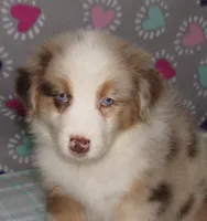 KoKo RMF AKC, a female Australian Shepherd for sale in Lynchburg, VA – 2 of 10