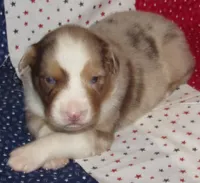 Poppy RMF NO Dock Tail NBT, a female Australian Shepherd for sale in Lynchburg, VA – 7 of 10
