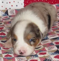 Yarra  AKC BMM, a male Australian Shepherd for sale in Lynchburg, VA – 10 of 10