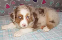 Poppy RMF NO Dock Tail NBT, a female Australian Shepherd for sale in Lynchburg, VA – 3 of 10