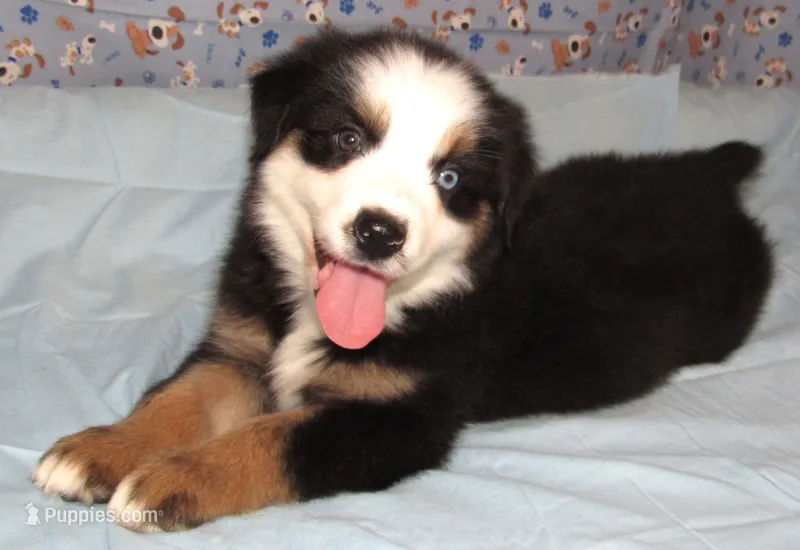 Animal REDUCED AKC BTM NBT – Australian Shepherd puppy for sale in Lynchburg, VA