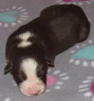 Millee RTF NO Dock NBT AKC, a female Australian Shepherd for sale in Lynchburg, VA – 4 of 10