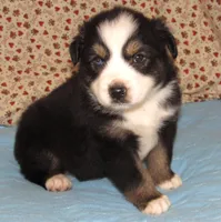 Zinnea BTF AKC, a female Australian Shepherd for sale in Lynchburg, VA – 1 of 10