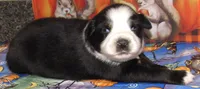 Mirri, a female Australian Shepherd for sale in Lynchburg, VA – 8 of 10