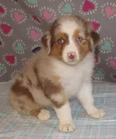 Poppy RMF NO Dock Tail NBT, a female Australian Shepherd for sale in Lynchburg, VA – 8 of 10