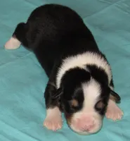 Mystic BTM AKC, a male Australian Shepherd for sale in Lynchburg, VA – 8 of 10