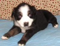 Mirri AKC  BTF, a female Australian Shepherd for sale in Lynchburg, VA – 8 of 10