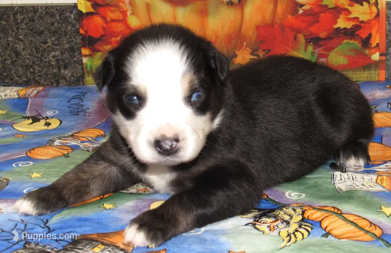 Animal – Australian Shepherd puppy for sale in Lynchburg, VA