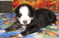 Animal, a male Australian Shepherd for sale in Lynchburg, VA – 1 of 10