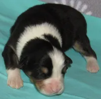 Mystic BTM AKC, a male Australian Shepherd for sale in Lynchburg, VA – 6 of 10