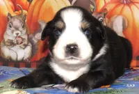 Marva NBT, a female Australian Shepherd for sale in Lynchburg, VA – 2 of 9