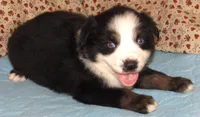 Mirri AKC  BTF, a female Australian Shepherd for sale in Lynchburg, VA – 7 of 10