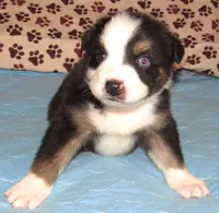 Odin AKC  NBT, a male Australian Shepherd for sale in Lynchburg, VA – 5 of 10