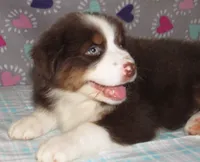 Millee RTF NO Dock NBT AKC, a female Australian Shepherd for sale in Lynchburg, VA – 2 of 10