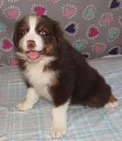 Millee RTF NO Dock NBT AKC, a female Australian Shepherd for sale in Lynchburg, VA – 5 of 10