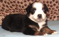 Animal  BTM NBT, a male Australian Shepherd for sale in Lynchburg, VA – 2 of 10