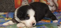 Marinda NBT, a female Australian Shepherd for sale in Lynchburg, VA – 5 of 10