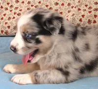 Briar  AKC BMF, a female Australian Shepherd for sale in Lynchburg, VA – 8 of 10