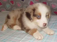 KoKo RMF AKC, a female Australian Shepherd for sale in Lynchburg, VA – 8 of 10
