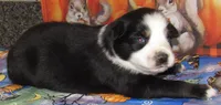 Mirri, a female Australian Shepherd for sale in Lynchburg, VA – 6 of 10