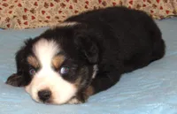 Marva AKC BTF NBT, a female Australian Shepherd for sale in Lynchburg, VA – 2 of 10