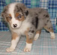 Yarra  AKC BMM, a male Australian Shepherd for sale in Lynchburg, VA – 7 of 10