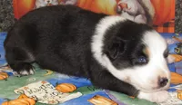 Marinda NBT, a female Australian Shepherd for sale in Lynchburg, VA – 6 of 10
