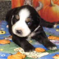 Marva NBT, a female Australian Shepherd for sale in Lynchburg, VA – 4 of 9